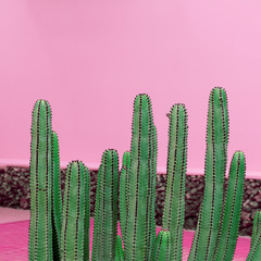 Cacti on pink wall. Plants on pink fashion concept. Canary island