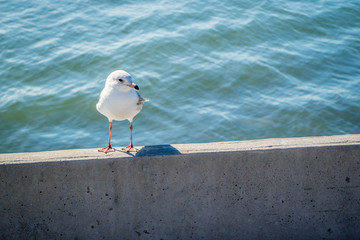 An American Herring Gull in Key West, Florida