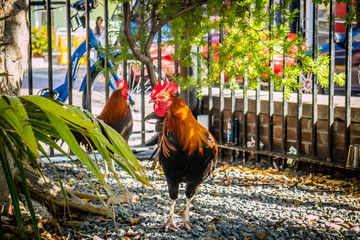 A Gypsy Chicken in Key West, Florida