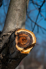 Old tree trunk with fresh cut thick branch. Sawed wood with growth rings closeup. Natural wooden texture walnut tree