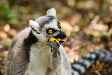 Naklejka premium Katta (Lemur catta)