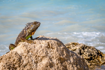 A Green Iguana in Key West, Florida