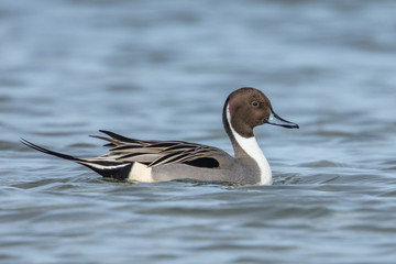 ente
