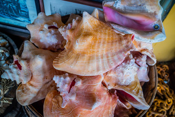 A large conch seashell in Key West, Florida
