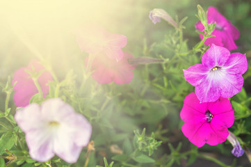 Obraz na płótnie Canvas Flowerbed with multicoloured petunias Image full of colourful petunia Petunia hybrida flowers