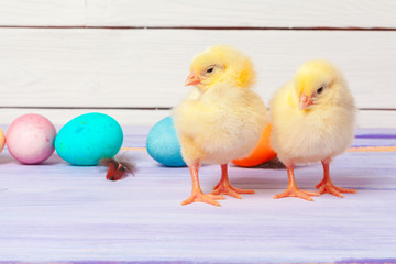 chick with easter eggs on wooden table