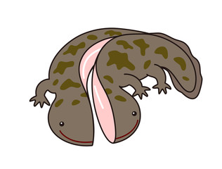 オオサンショウウオ　ハンザキ　イラスト