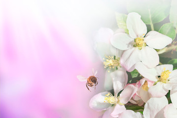 Beautiful bee and branch of blossoming apple in spring at Sunrise on blue and pink background macro. Amazing elegant artistic image nature in spring, flower and bee. Space for text