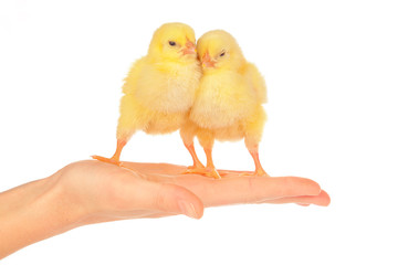 Female hands holding little chick on white background
