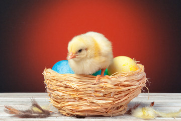 chick with easter eggs on wooden table