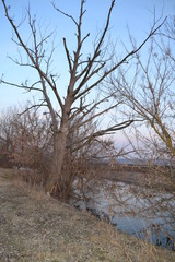 Dry tree on the river bank