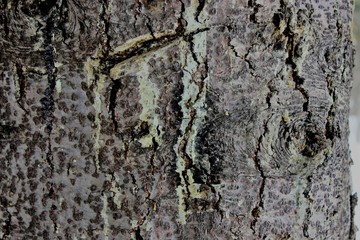 Old spruce bark in the Siberian taiga far from the city in early spring.