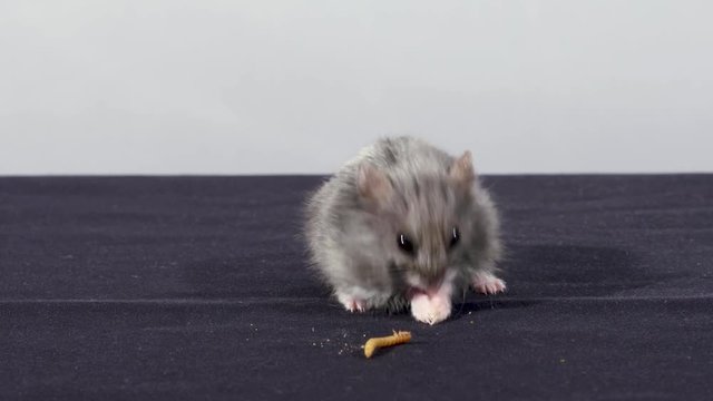Elderly grey hamster eats mealworms