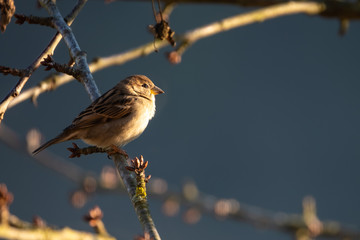 Sparrow sitting on a tree branch