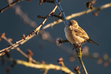 Sparrow sitting on a tree branch