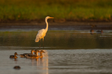 Grande Aigrette (Ardea alba - Great Egret)