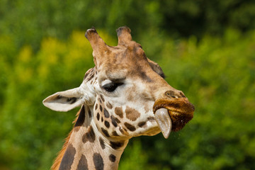Uganda-Giraffe oder Rothschild-Giraffe (Giraffa camelopardalis rothschildi)