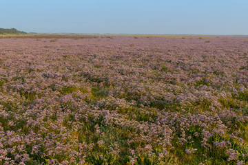 Fototapeta na wymiar Les mollières couvertes de lilas de mer (statices sauvages) en Baie d'Authie (Fort-Mahon)