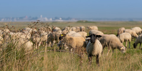 Moutons de Pré-Salé en baie de Somme