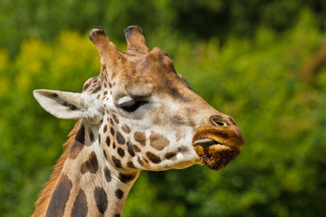 Uganda-Giraffe oder Rothschild-Giraffe (Giraffa camelopardalis rothschildi)