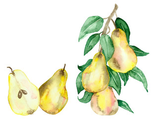 Watercolor painting is a Botanical illustration of a pear tree with juicy fruits and green leaves on branches isolated on a white background. Hand painted fruit branches for beautiful design.