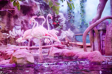 pink flamingos in the pink light