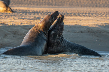 Phoque gris en baie d'Authie à Berck-sur-mer