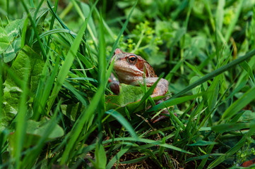 toad looking out of the green grass