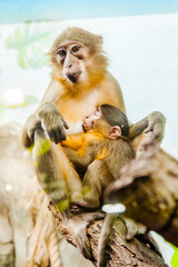 monkey with a baby monkey on her chest