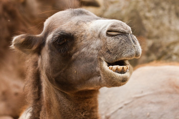 Fototapeta premium Trampeltier (Camelus ferus)