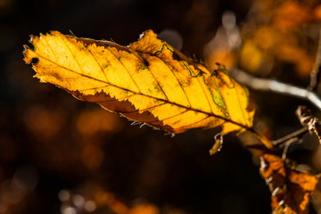 Feuilles d'automne en forêt