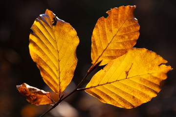 Feuilles d'automne en forêt