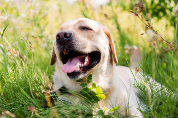 A dog lying on the field in grass and flowers