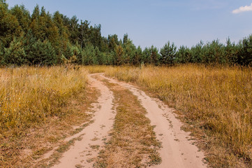 a dirt road through the field to the forest