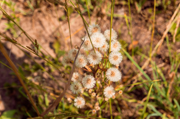 a blossom of white flowers in the field