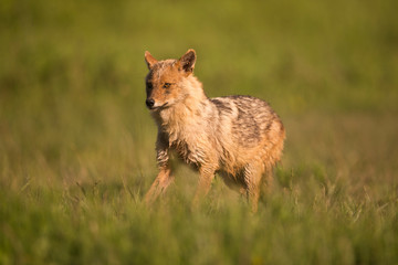 Ein laufender Goldschakal in der Seitenansicht auf einer Wiese