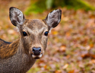 Rothirsch (Cervus elaphus)