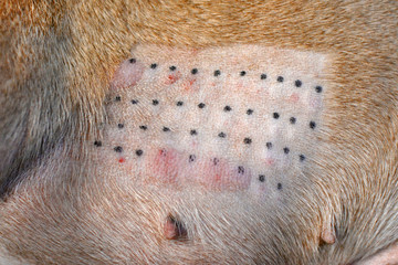 Immune response result of an animal intradermic skin allergy test performed for medical diagnosis...