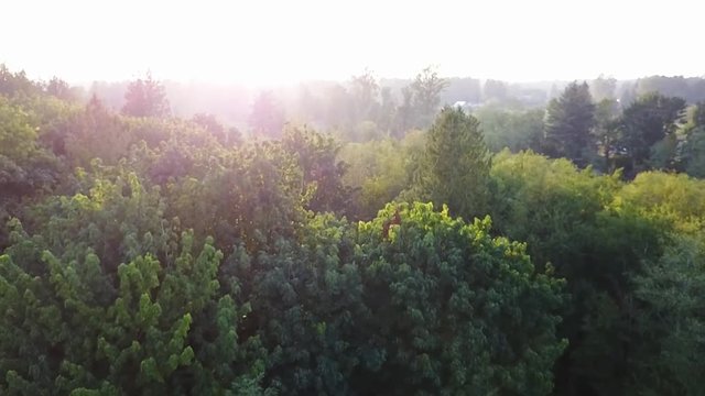 Aerial of a forest during a sunset.