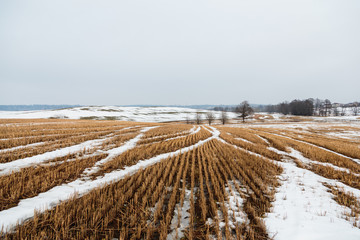 Wheat field in winter