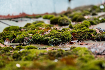 moss on the metallic roof of a garage in the downtown of Saint Petersburg