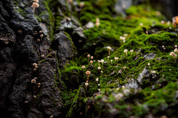 a valley of tiny mushrooms on the moss on a tree with a hollow