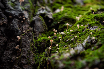 mossy valley of tiny mushrooms on a tree