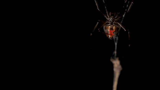 Venomous red back spider suspended in web. Macro locked off, copy space