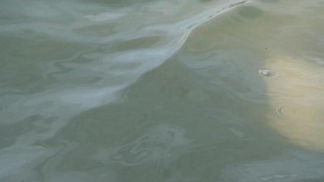 Closeup of river dolphin (Inia) playing with fish in an amazonian river (Brazil)