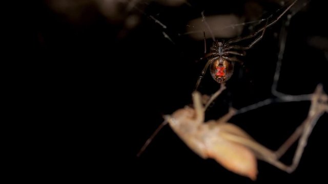 Red back spider suspended in web with dead prey in out of focus foreground. Macro locked off.