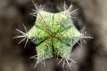 Draufsicht Makro von Kaktus Pilosocereus pachycladus, Hintergrund grün und braun