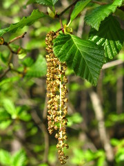 ольха черная