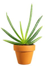 Aloe Vera im Topf, freigestellt vor Weiß, Wüstenlilie Pflanze