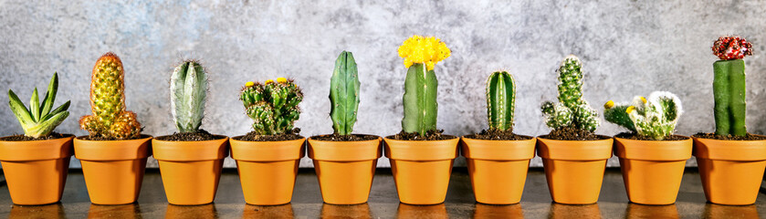 Header, verschiedene Mini Kakteen im Blumentopf, Hintergrund grau